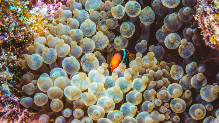 Great Barrier Reef Foundation